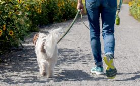 강아지 산책 안 시키면 어떻게 되나요? 5가지 문제점 알아보기