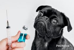 강아지 예방접종 종류 및 시기, 가격, 주의사항