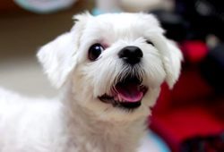 인기있는 강아지 품종 순위 TOP 8 – 한국