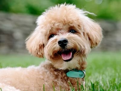 인기있는 강아지 품종 순위 Top 8 - 한국 - 펫놀자