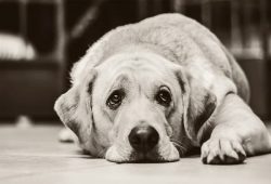 강아지 쿠싱증후군 증상과 원인, 치료법