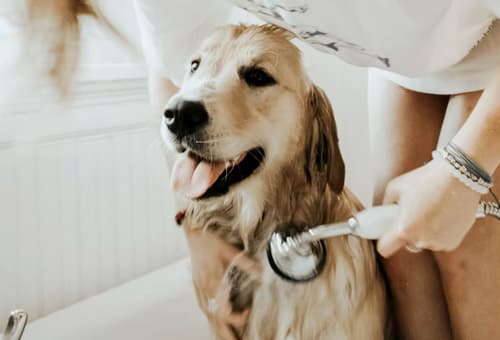 강아지 목욕 주기