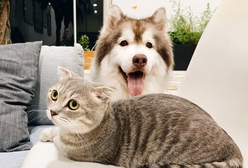 고양이와 함께 키우기 좋은 강아지 품종
