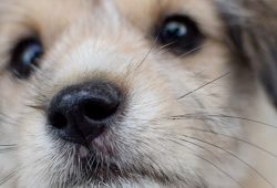 강아지 냄새, 비린내 악취를 유발하는 5가지 이유
