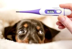 강아지 정상체온 범위와 체온 측정 방법