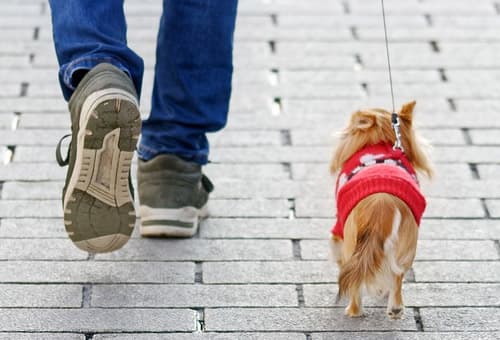 강아지 산책하는 방법