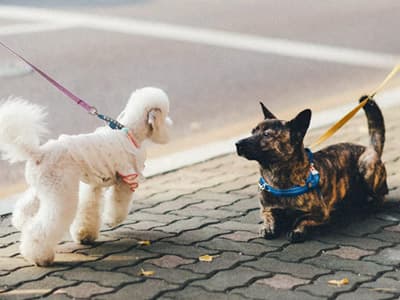 강아지 산책훈련
