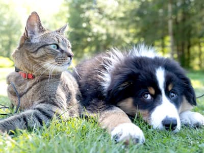 강아지 vs 고양이
