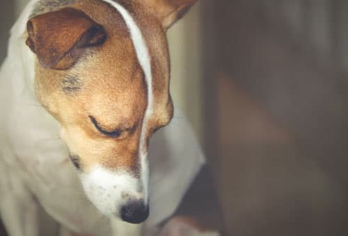 강아지 방광염 증상