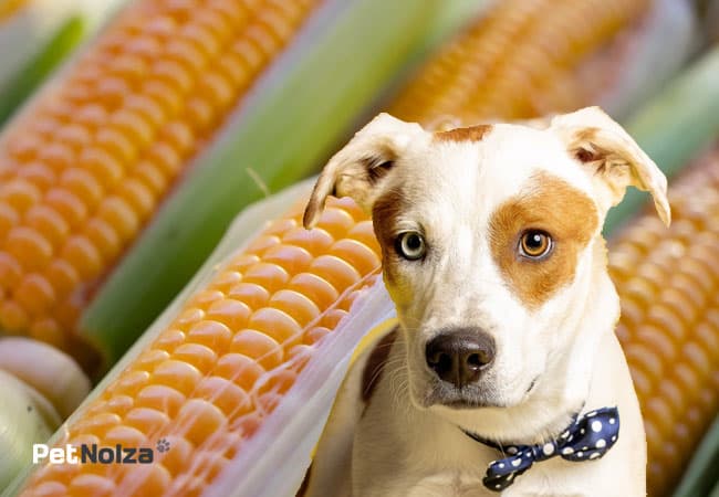 dog corn